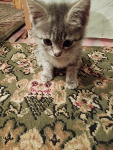 купить персидского кота: СРОЧНО отдаю котенка в хорошие руки, в лоток ходить умеет, кушает уже