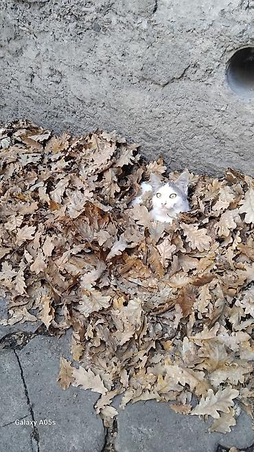 Котёнок, крысолов .очень домашний, - Натуральные дубовые листья