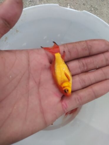 Balıqlar: Qızıl balıq, Sülhsevər, Ünvandan götürmə — 1