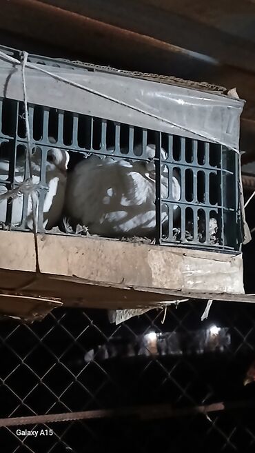 Птицы: Голуби декоративные (несколько особей) - Породы/типы: украшенные — 1