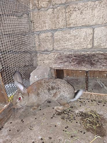 ev heyvanları satışı: 2 dovşan satilir biri temiz qan velikandi erkeydi tam saglamdi 4 — 4
