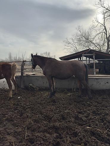 Лошади, кони: Продаю | Кобыла (самка), Конь (самец), Жеребенок | Полукровка | На забой, Для разведения, Для молока — 13