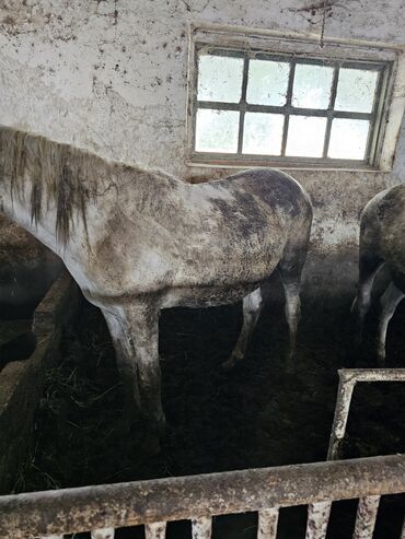 сувенирная лошадь: Продаю | Конь (самец), Жеребец