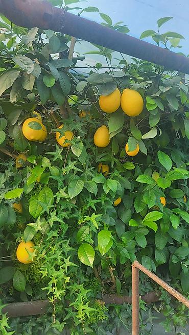 Продажа коттеджей и домов: Срочно продаётся дом- бизнес 80 кв.м. участок4.9 сот. по ул.элебесова — 28