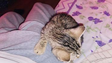 возьму кошку в добрые руки: 3 месяца, Девочка, Метис — 1