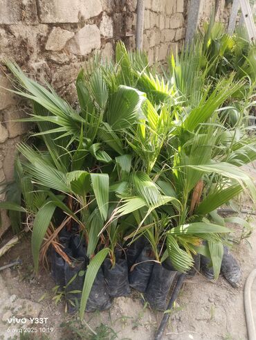 Ağaclar: Satılır: dekorativ bitkilər toplusu - Gül kolları (mini/çalı tipli) – — 29