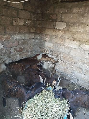 Keçilər, çəpişlər: 11 ədəd çəpişdi 3 ayliq çepislərdi sağlam heyvanlardi ot arpa yeyir — 2
