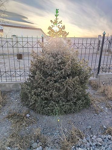 Другие декоративные деревья: 4 Елка 2 берёза сатылат бары 10миң сом Ель голубая (Picea pungens) — 1