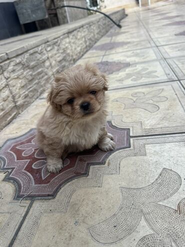 İtlər: Pekines, 2 ay, Peyvəndli — 2