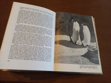 Knjige i stripovi: BREM Kako žive životinje Dobro očuvana knjiga iz 1967g. Izdavač — 12