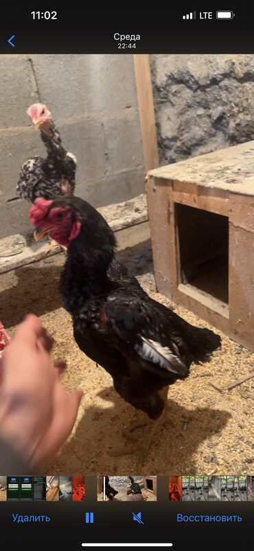 Птицы: Продаю декоративных цыплят Ко Шамо возраст есть двух недельные и