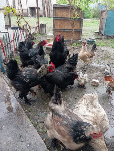Куры, петухи: Здравствуйте продаю яйца кур для инкубатор