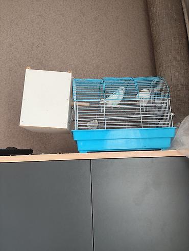 hamster satis: 1 cüt papuqay satılır heç bir xəstəliyi yoxdur sağlamdır qəfəsli — 3