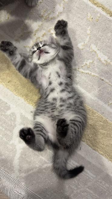 Продажа кошек: Три кошки и один кот Породистые котята серебристого окраса — 1