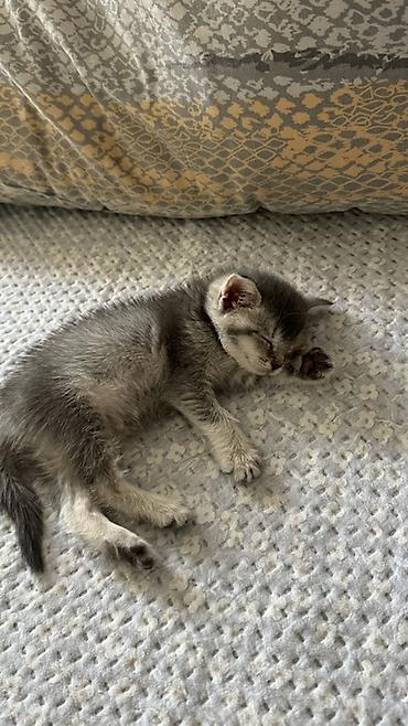котенок отдам даром: 🐾 Продаётся шотландский котёнок 🐱 Очень красивая и ласковая девочка — 2