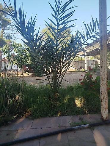 palm: Dekorativ xurma (palma) tingi - Növ: dekorativ xurma/palma (tikanlı — 1