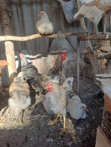 сколько стоит 1 кг домашних пельменей: Продаю домашних петушков разных пород.цена по 500 сом at lalafo.kg сколько стоит 1 кг домашних пельменей: Продаю домашних петушков разных пород.цена по 500 сом