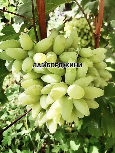 Виноград: НОВИНКИ СЕЛЕКЦИИ ВИНОГРАДА ПРЕМИАЛЬНОГО УРОВНЯ ! ДОМАШНИЙ СЛАДКИЙ — 19