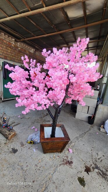 Декоративные цветы: Сакура искусственное дерево высота 2 м ширина 2 м цена от 1000 сом at lalafo.kg — 2 Декоративные цветы: Сакура искусственное дерево высота 2 м ширина 2 м цена от 1000 сом — 2