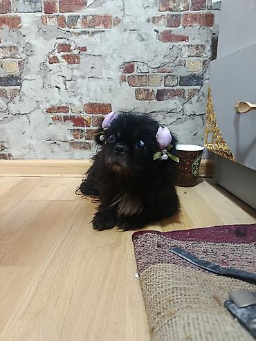 it pug: Pekines, Dişi — 3