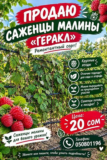 печенье с предсказаниями бишкек: 🍓🌱 ПРОДАЮ САЖЕНЦЫ МАЛИНЫ «ГЕРАКЛ»! 🌱🍓 🔥 Ремонтантный сорт малины! ✅ — 1