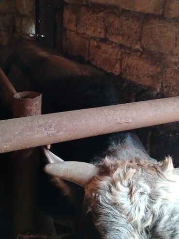 Inəklər, öküzlər: 6 baş dana satilir — 16