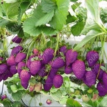 Semena i sadnice: Seme jagode više vrsta
Cena:650din/200 semenki — 12