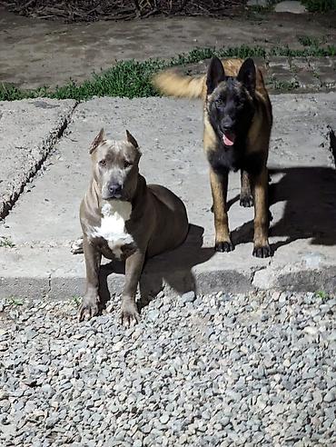 Продажа собак: Щенки метисы (короткошёрстные, тигровый и чёрный окрасы) смесь питбуль — 11