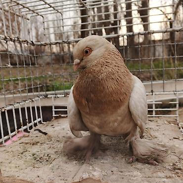 Другие с/х животные: Касмач +такла самец маладой играет не играет не знаю Подходит: - для — 6