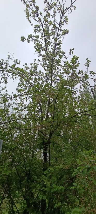 Продажа домов: Дача, 20 м², 6 комнат, Собственник, Евроремонт — 24