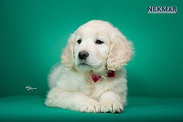 Psi: Dostupni za rezervaciju štenci Zlatnog retrivera, vakcinisani, redovno — 9