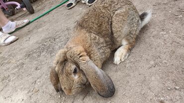 комбикорм для кроликов: Самец 11месяцев 
великан с бараном 
1800