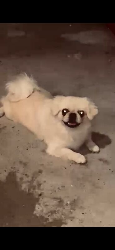 it ucun qurd dermani: Pekines, 1 il, Dişi, Peyvəndli, Ünvandan götürmə