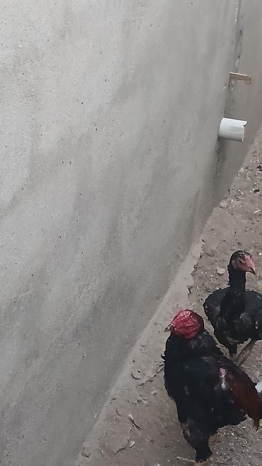heyrətilər: Salam olsun heyrati türk cinsidir temiz saglamdir doyusune soz yoxdu — 3