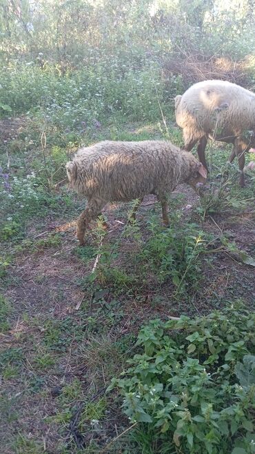 Dişi, il: 1, 16 kq, Ətlik, Ünvandan götürmə
