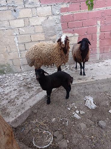 Qoyunlar, qoçlar: Erkək, Qala, il: 1, Damazlıq — 9