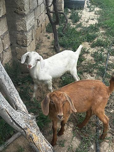 mal qara: 3 dənə 7 aylıq ətlik südlük keçi balaları — 1