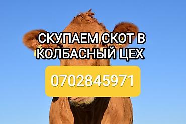 помощь животным: Колбасный цех : Коровы, быки, Лошади, кони, | Круглосуточно, Любое состояние, Забитый — 1