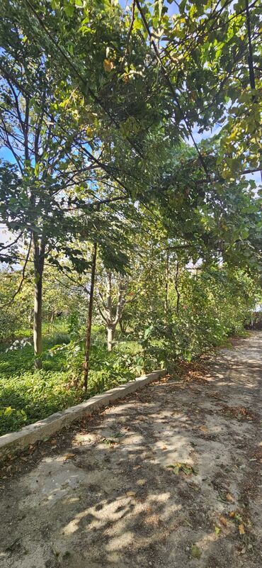 Torpaq sahələrinin satışı: 48 sot, Kənd təsərrüfatı, Kupça (Çıxarış) — 3