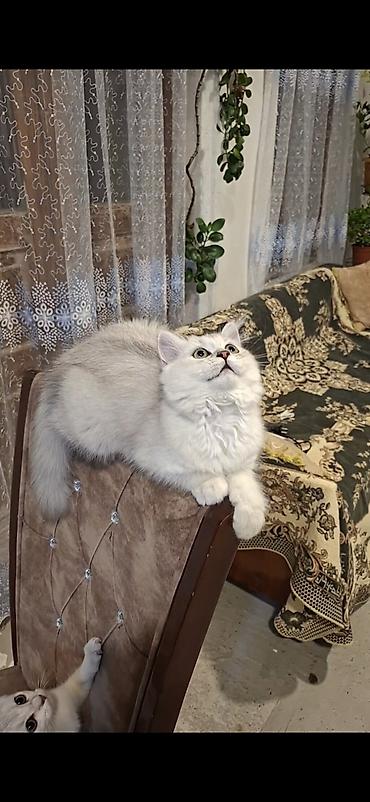 ag pisik balasi: Dişi — 8