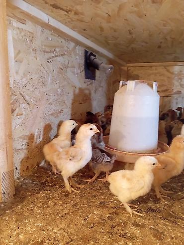 Куры, петухи: Продаю | Цыплята | Для разведения — 6