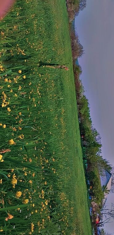 Kirayə torpaq sahələri: 10 sot Kənd təsərrüfatı, Qaz, Su, İşıq — 12