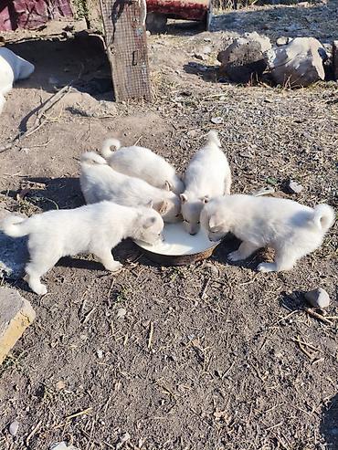 Продажа собак: Лайка, 1 месяц, Самец, С родословной — 9
