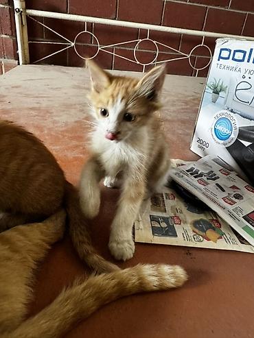 Отдам даром кошку: Кошка даром: Беспородная, 1 месяц, Мальчик, Приучена к лотку — 7