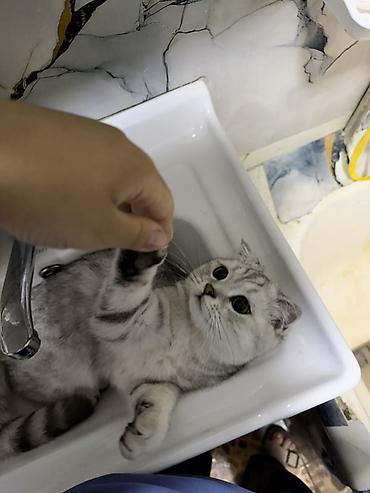 Британский короткошёрстный котёнок, окрас серебристый шиншилла