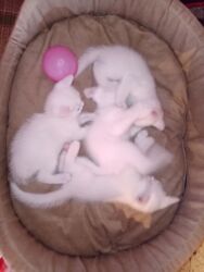 Pişiklər: Erkək, Dişi, Yaxşı əllərə, Ödənişli çatdırılma — 3