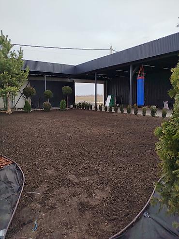 Семена газона: Газонная смесь DLF Seeds & Science - Профессиональные семена для — 8