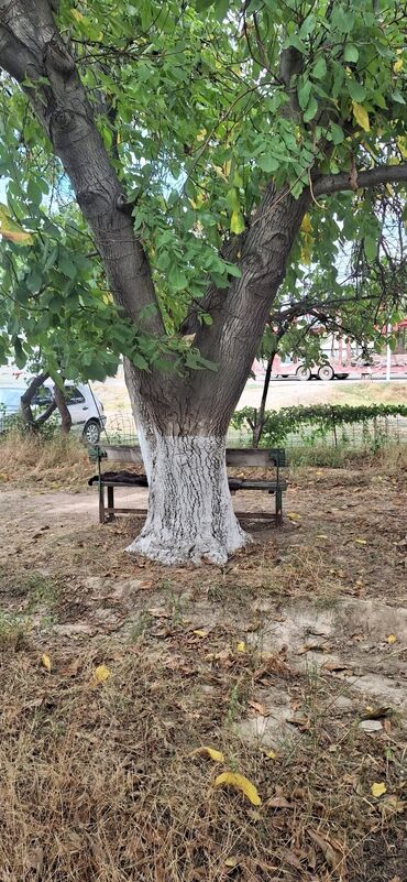 насос для полива огорода: Дрова Орех, Самовывоз