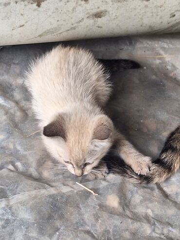 бесплатно кошка: Кошка даром: Беспородная, 2 месяца, Мальчик