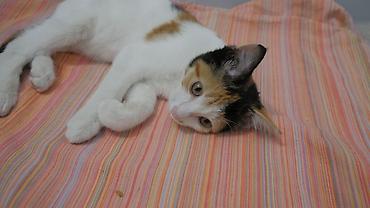сиямский кошка: Кошка даром: Беспородная, 4 месяца, Девочка — 6